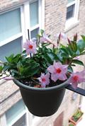 Mandevilla Hybrids